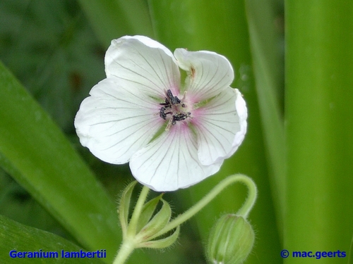 Geranium lambertii